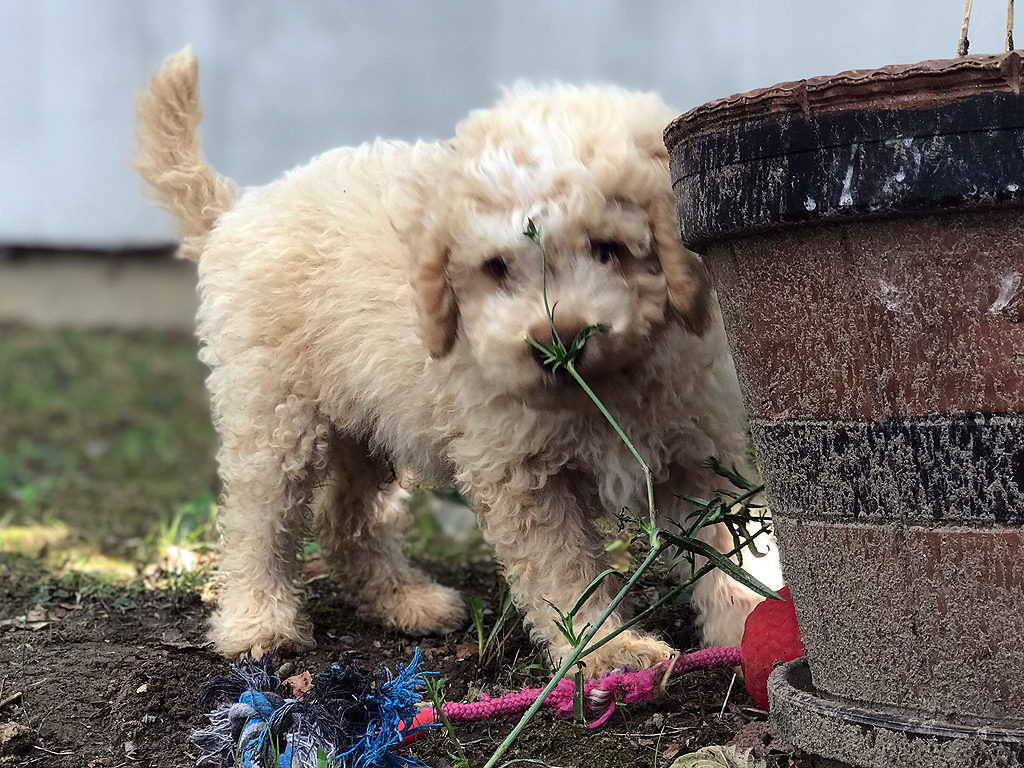 Lagotto Romagnolo Puppies For Sale Ideal Dale Breeding House