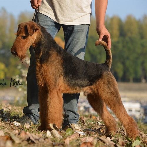 Airedale Terrier Male Dogs , Available For Stud – Ideal Dale