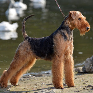Airedale Terrier & Lagotto Romagnolo – Ideal Dale – Dog Breeding Home