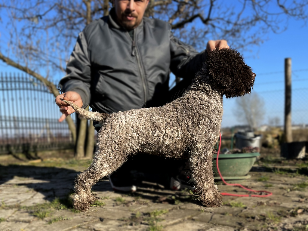 how much does a lagotto romagnolo puppy cost