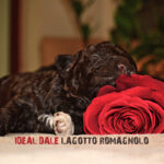 Lagotto puppies for sale