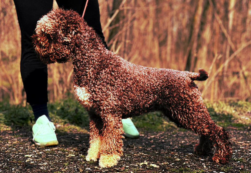 Lagotto Romagnolo