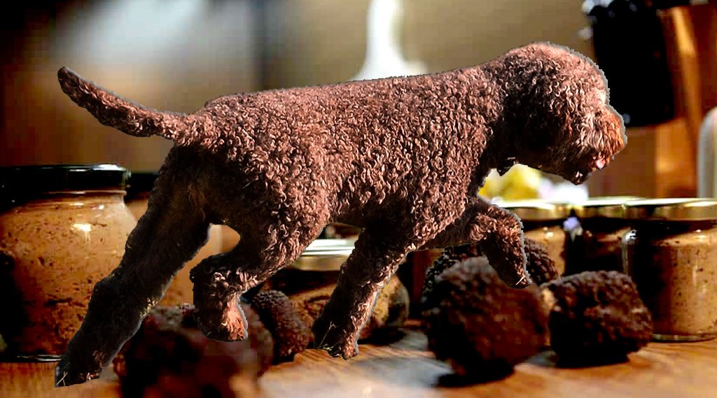 Lagotto Romagnolo hunting truffles
