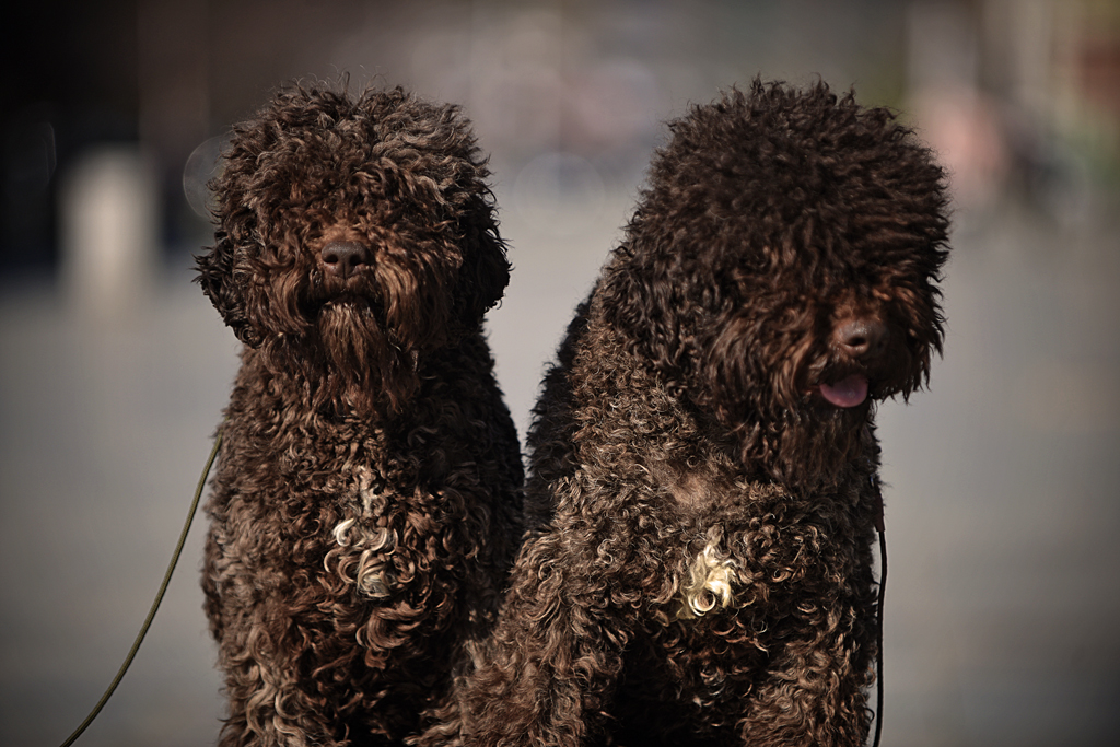 Dva Lagotto Romagnolo psa u prirodnom okruženju, odražavajući bliskost i porodični duh rase