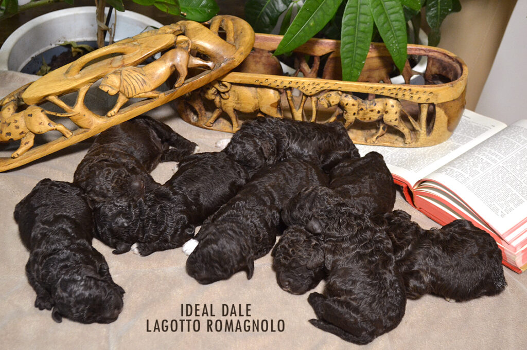 Lagotto Romagnolo čokoladni braon štenci