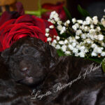 lagotto štenci čokoladni c 2024