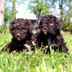 Lagotto Romagnolo babies