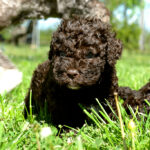 Lagotto Romagnolo available puppy for sale