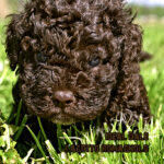 for sale lagotto romagnolo puppy
